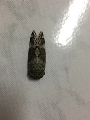 Platypleura kaempferi