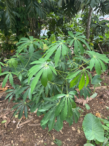 Cassava