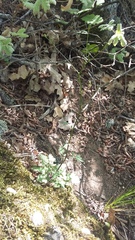 Lapsana communis intermedia