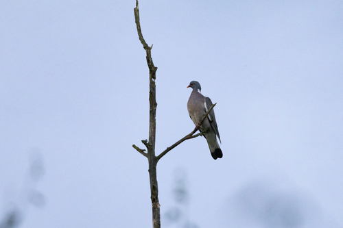 Common Wood-Pigeon