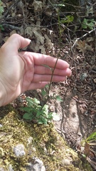 Lapsana communis intermedia
