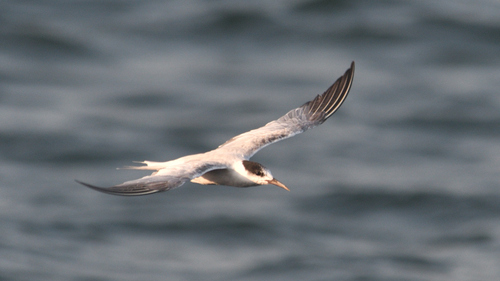 Common Tern