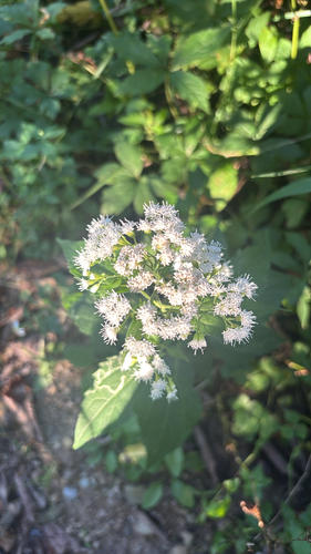 white snakeroot