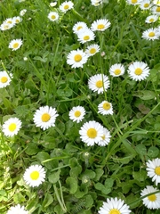 Bellis perennis