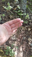 Lapsana communis intermedia