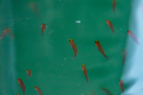 Pterogobius zonoleucus observed 2026-07-26