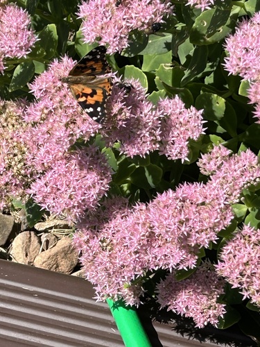 Painted Lady