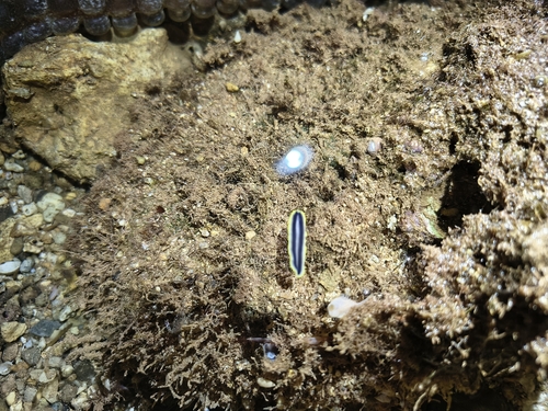 Pseudoceros paralaticlavus, 2026-09-11
