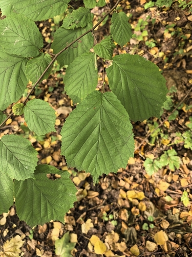 Наблюдение на iNaturalist