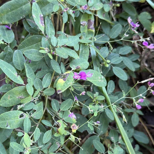 Lespedeza frutescens, photograph 4
