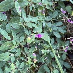 Lespedeza frutescens, photograph author not stated, no rights reserved