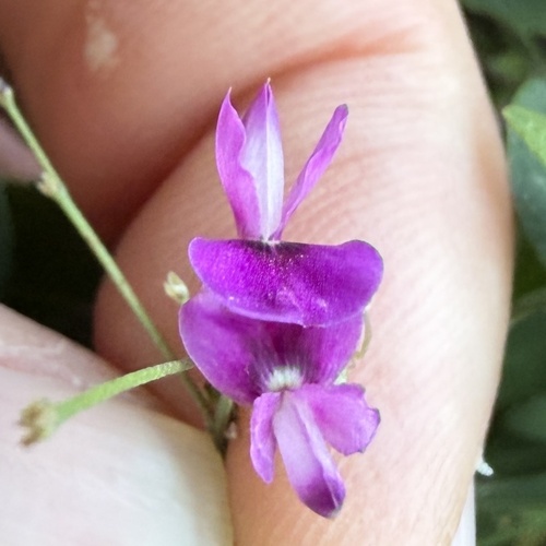 Lespedeza frutescens, photograph 3
