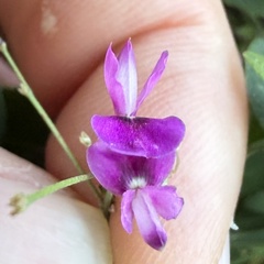 Lespedeza frutescens, photograph author not stated, no rights reserved