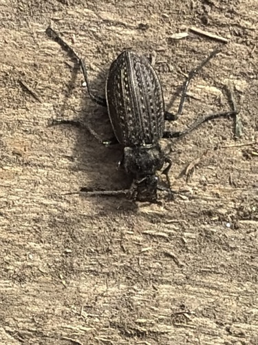 Granulated Ground Beetle