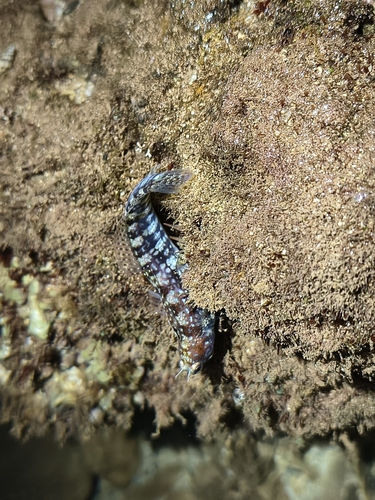 Blenniella gibbifrons, 2026-09-11
