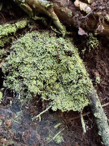 Sulphur Stubble Lichen