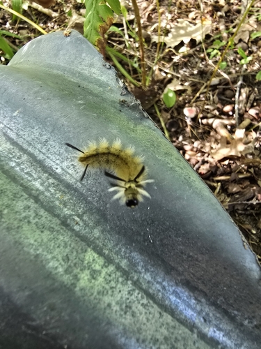 Banded Tussock Moth