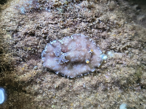 Platydoris formosa, 2026-09-11