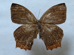 Taygetis rufomarginata
