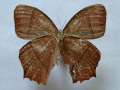 Taygetis rufomarginata