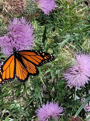 Monarch