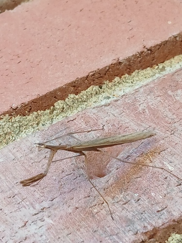 Slender Prairie Mantis
