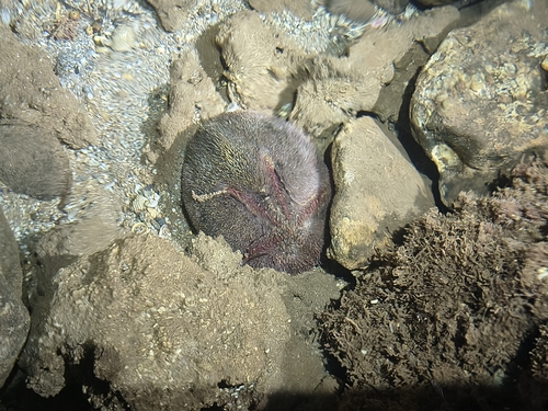 Brissus latecarinatus observed 2026-09-11