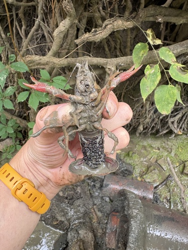 White River Crayfish, Pelee Island, Pelee, ON, CA, photo 5 of 10
