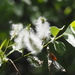 Salix fulvopubescens - Photo no rights reserved, uploaded by 葉子