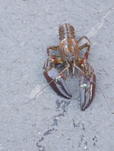 Signal Crayfish