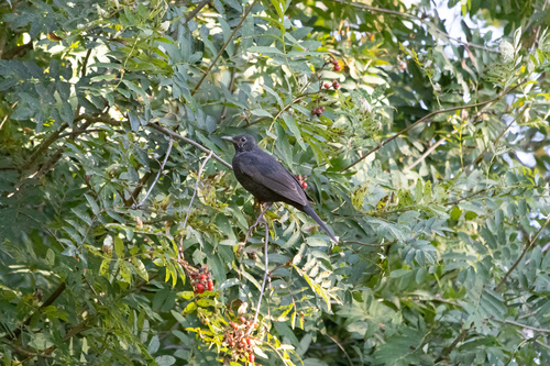 Eurasian Blackbird