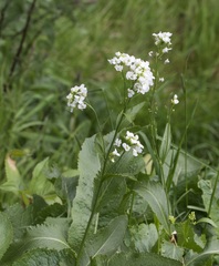 Armoracia rusticana