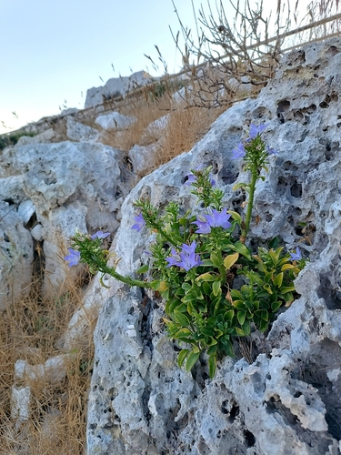 Campanula versicolor tenorei