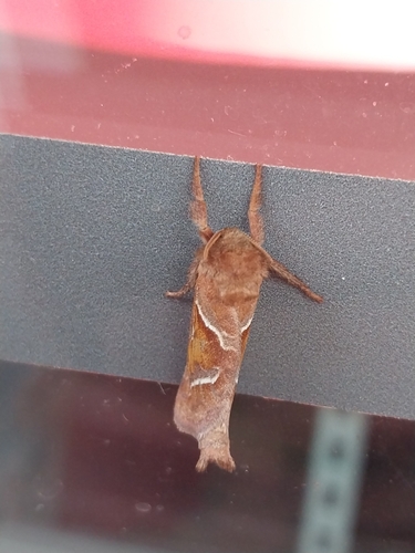 Orange Swift