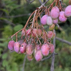 author not stated, no rights reserved Viburnum rufidulum, photograph author not stated, no rights reserved