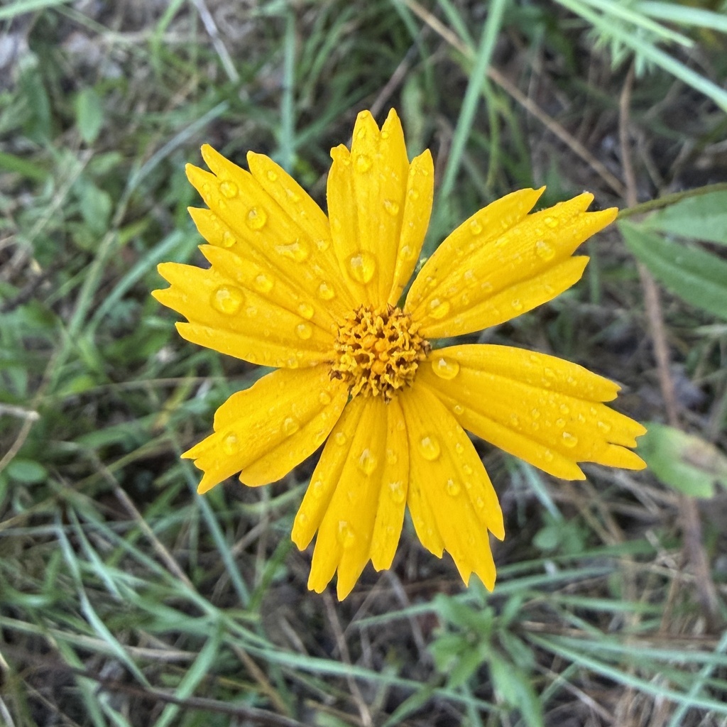 Coreopsis pubescens; photograph author not stated, no rights reserved