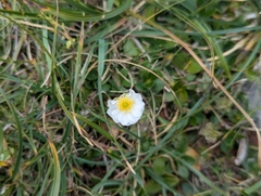 Ranunculus alpestris