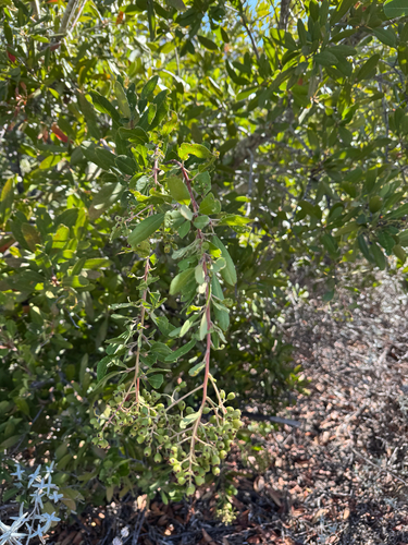 iNaturalist observation photo of Toyon