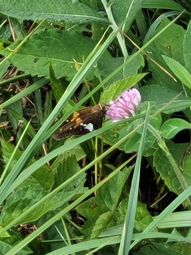 Silver-spotted Skipper