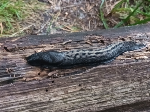 Ash-black Slug