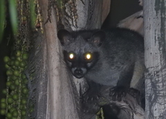 Paradoxurus musangus