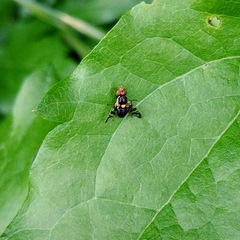 Rhagoletis cerasi