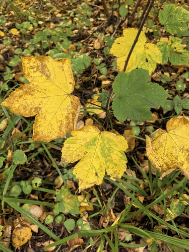 Наблюдение на iNaturalist