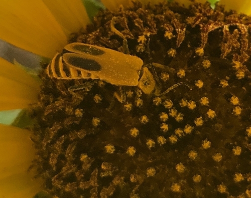 Goldenrod Soldier Beetle