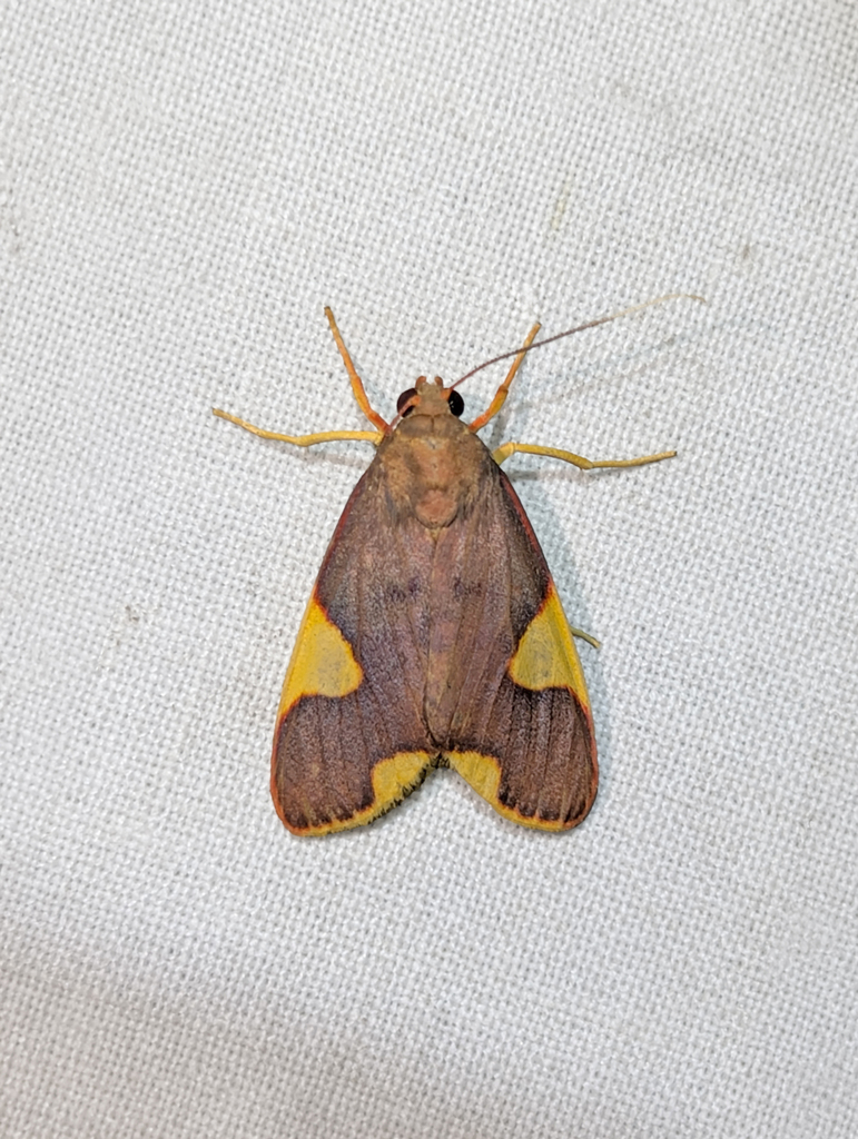 Trichromia onytes