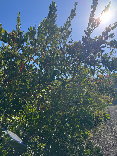 iNaturalist observation photo of Toyon