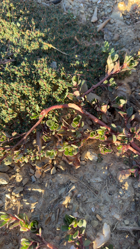 Common Purslane
