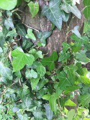 Hedera helix