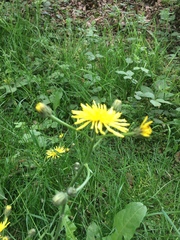 Crepis biennis