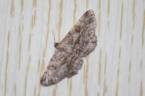 Willow Beauty
